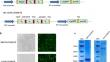 A novel bispecific T-cell engager using the ligand-target csGRP78 against acute myeloid leukemia.