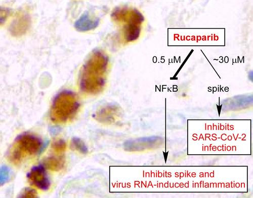 The PARP inhibitor rucaparib blocks SARS-CoV-2 virus binding to cells and the immune reaction in models of COVID-19