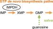 Impaired inosine monophosphate dehydrogenase leads to plant-specific ribosomal stress responses in Arabidopsis thaliana.