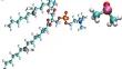 Influence of dimethyl sulfoxide on membrane fluidity under rapid supercooling