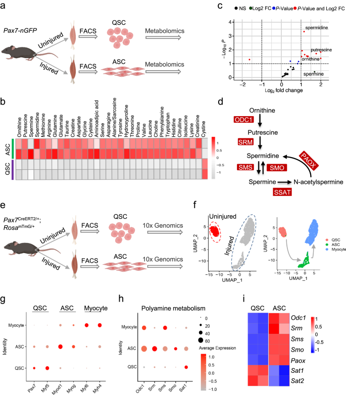 Spermidine-eIF5A axis is essential for muscle stem cell activation via translational control