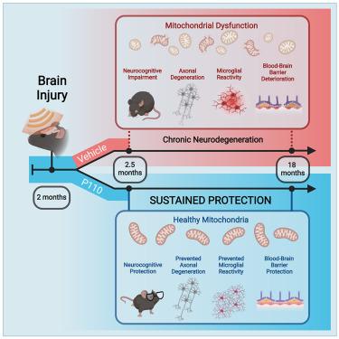 Acutely blocking excessive mitochondrial fission prevents chronic neurodegeneration after traumatic brain injury.