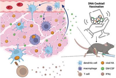 Spatiotemporal Control of Immune Responses with Nucleic Acid Cocktail Vaccine