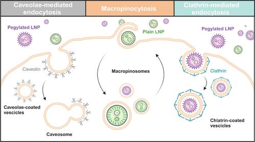 PEGylation-Dependent Cell Uptake of Lipid Nanoparticles Revealed by Spatiotemporal Correlation Spectroscopy