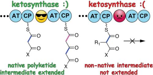 Gatekeeping Activity of Collinear Ketosynthase Domains Limits Product Diversity for Engineered Type I Polyketide Synthases.