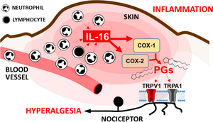 Hyperalgesic Effect Evoked by il-16 and its Participation in Inflammatory Hypernociception in Mice.