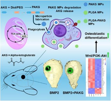 Antiaging Metabolite-Based Polymeric Microparticles for Intracellular Drug Delivery and Bone Regeneration