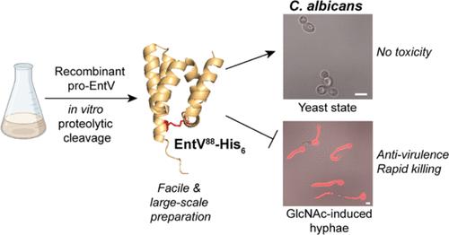 Biochemical Characterization of Recombinant <i>Enterococcus faecalis</i> EntV Peptide to Elucidate Its Antihyphal and Antifungal Mechanisms against <i>Candida albicans</i>.