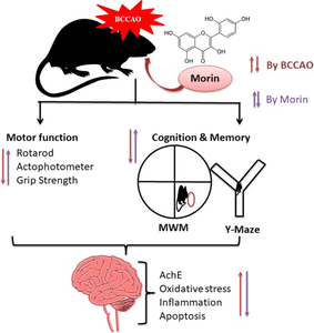 Morin attenuated the global cerebral ischemia via antioxidant, anti-inflammatory, and antiapoptotic mechanisms in rats.