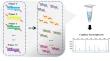 A high-throughput screening method for GM soybean events based on single universal primer multiplex PCR and capillary electrophoresis