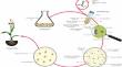Conquering Limitations: Exploring the Factors that Drive Successful Agrobacterium-Mediated Genetic Transformation of Recalcitrant Plant Species.