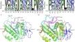 Characterization of the Three DHFRs and K65P Variant: Enhanced Substrate Affinity and Molecular Dynamics Analysis.