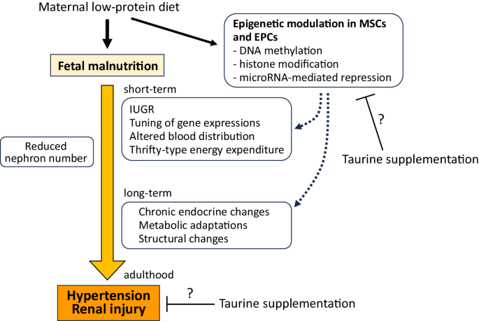 Fetal origins of adult hypertension and renal injury: an epigenetic memory matter?