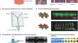 Organs on chips: fundamentals, bioengineering and applications.