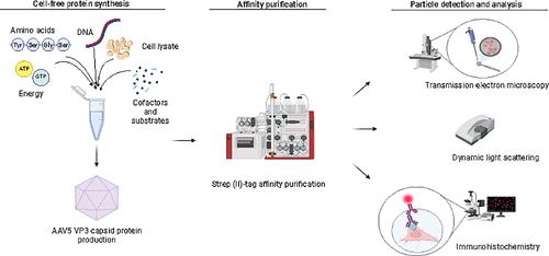 Adeno-Associated Virus 5 Protein Particles Produced by <i>E. coli</i> Cell-Free Protein Synthesis.