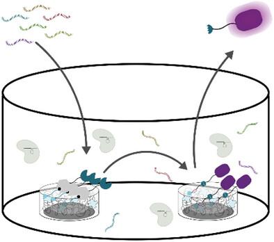 Signal‐Amplifying Biohybrid Material Circuits for CRISPR/Cas‐Based Single‐Stranded RNA Detection