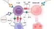 Immune responses and immunotherapeutic approaches in the treatment against cancer.