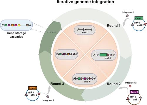 Orthogonal Serine Integrases Enable Scalable Gene Storage Cascades in Bacterial Genome.