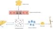 Metabolic dysfunction-associated fatty liver disease and osteoporosis: the mechanisms and roles of adiposity.