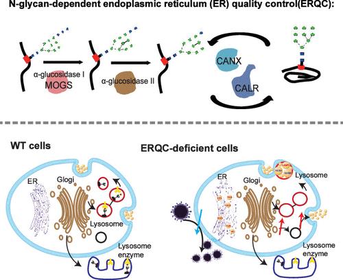 Proteome and Glycoproteome Analyses Reveal Regulation of Protein Glycosylation Site-Specific Occupancy and Lysosomal Hydrolase Maturation by <i>N</i>-Glycan-Dependent ER-Quality Control.