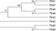 Homologous expression of Aspergillus niger α-L-rhamnosidase and its application in enzymatic debittering of Ougan juice.