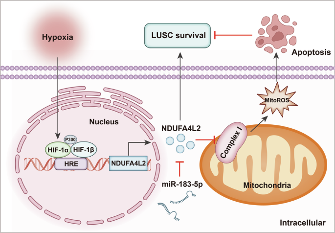 MiR-183-5p inhibits lung squamous cell carcinoma survival through disrupting hypoxia adaptation mediated by HIF-1α/NDUFA4L2 axis