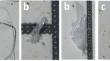 Microplastic Concentrations in Sediments and Waters Do Not Decrease in Two Rivers Flowing Through the Kruger National Park, South Africa