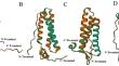 Identification of the Potential Role of the E4orf4 Protein in Adenovirus A, B, C, and D Groups in Cancer Therapy: Computational Approaches