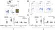 Inhibition of glycolytic reprogramming suppresses innate immune-mediated inflammation in experimental amyotrophic lateral sclerosis.