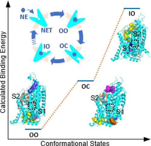 Structural Models of Human Norepinephrine Transporter Ensemble Reveal the Allosteric Sites and Ligand-Binding Mechanism.