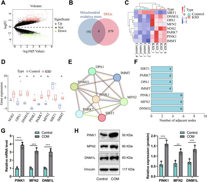 Transcriptional activation of PINK1 by MyoD1 mediates mitochondrial homeostasis to induce renal calcification in pediatric nephrolithiasis.