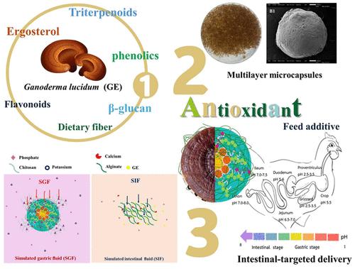 Microencapsulation of Ganoderma lucidum Extract: Evaluation of Functional Components, In Vitro Simulated Digestion, and Stability as a Potential Feed Antioxidant