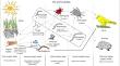 Soil Nematodes in Agroecosystems: Linking Cropping System’s Rhizosphere Ecology to Nematode Structure and Function