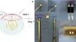 The mechanical properties measurement could be affected by forceps: a technical note on sampling human annulus fibrosus.