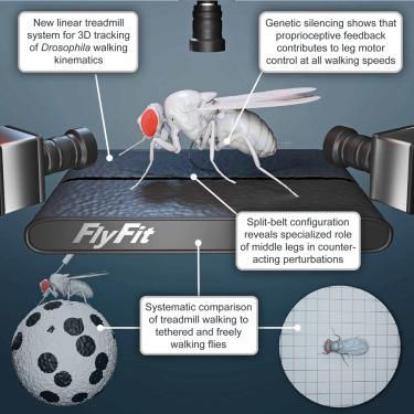 Miniature linear and split-belt treadmills reveal mechanisms of adaptive motor control in walking Drosophila.