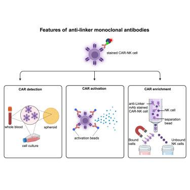 Linker-specific monoclonal antibodies present a simple and reliable detection method for scFv-based CARNK cells