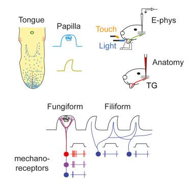 Trigeminal innervation and tactile responses in mouse tongue.