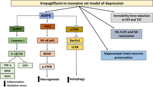 Empagliflozin-activated AMPK elicits neuroprotective properties in reserpine-induced depression via regulating dynamics of hippocampal autophagy/inflammation and PKCζ-mediated neurogenesis.