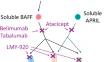 Current status of BAFF targeting immunotherapy in B-cell neoplasm.