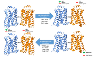 Early Events in β<sub>2</sub>AR Dimer Dynamics Mediated by Activation-Related Microswitches.