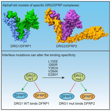 Rewiring protein binding specificity in paralogous DRG/DFRP complexes