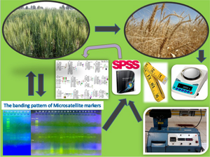 Identification of Molecular Markers Associated with Genomic Regions Controlling Agronomic Traits in Bread Wheat Genotypes Under Different Moisture Conditions