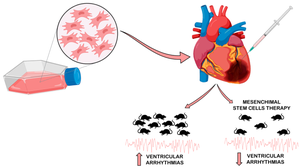 Mesenchymal Stem Cells Increase Resistance Against Ventricular Arrhythmias Provoked in Rats with Myocardial Infarction.