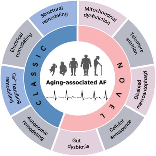 Aging-associated atrial fibrillation: A comprehensive review focusing on the potential mechanisms