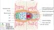 Current Therapeutic Strategies of Intervertebral Disc Regenerative Medicine.