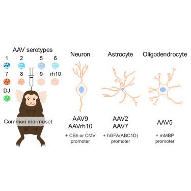 Optimal different adeno-associated virus capsid/promoter combinations to target specific cell types in the common marmoset cerebral cortex