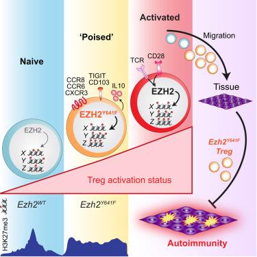 Hyperactivating EZH2 to augment H3K27me3 levels in regulatory T cells enhances immune suppression by driving early effector differentiation