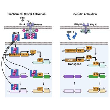 Persistent tailoring of MSC activation through genetic priming