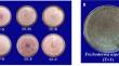 Antifungal and plant-growth promoting potency of Trichoderma asperellum against Fusarium wilt on tomato