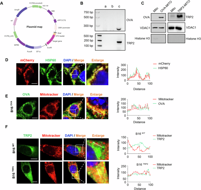 Engineered mitochondria exert potent antitumor immunity as a cancer vaccine platform.